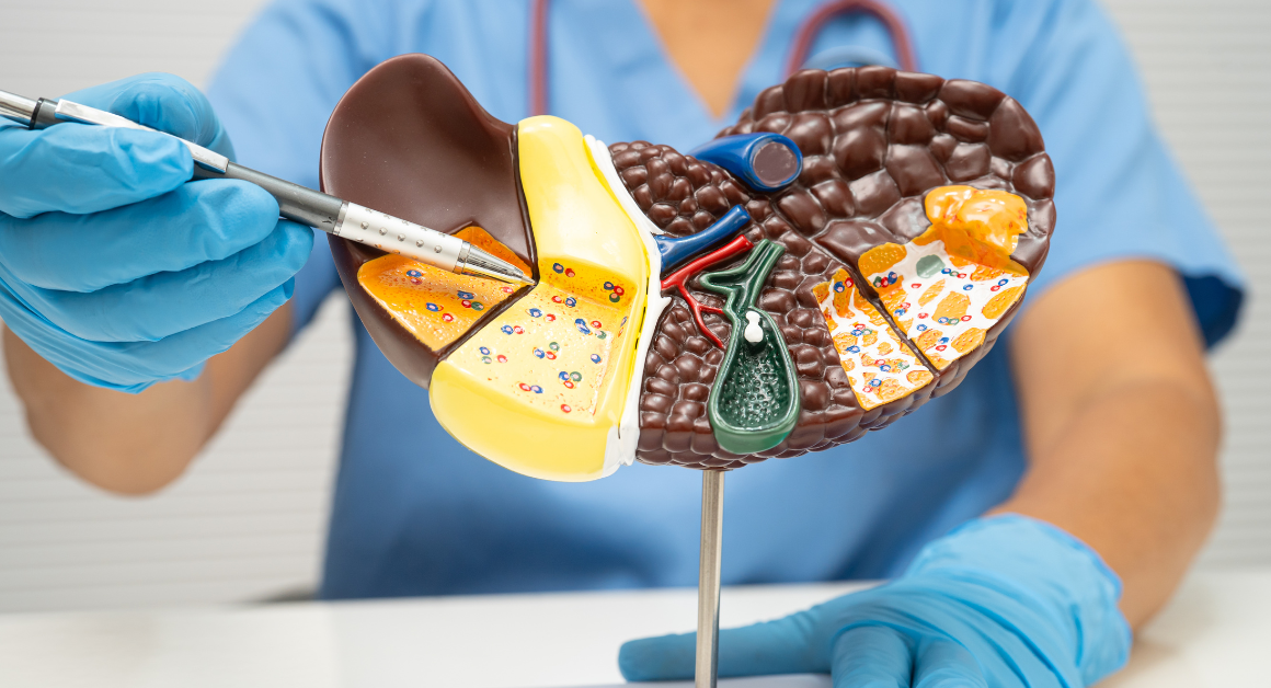 Un profesional de la salud usando guantes apunta a un modelo a detalle del hígado, ilustrando su estructura interna.