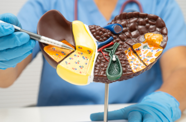 Un profesional de la salud usando guantes apunta a un modelo a detalle del hígado, ilustrando su estructura interna.