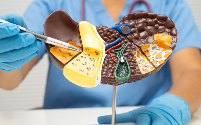 Un profesional de la salud usando guantes apunta a un modelo a detalle del hígado, ilustrando su estructura interna.